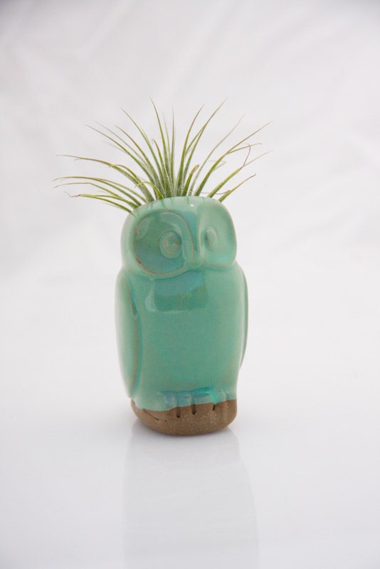 Owl air plant pod in mint