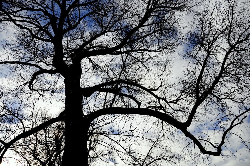 Tree Branches Blue Sky Silhouette Rustic Cabin Lodge Photograph