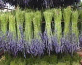 Digital Photo Download - DRYING LAVENDER