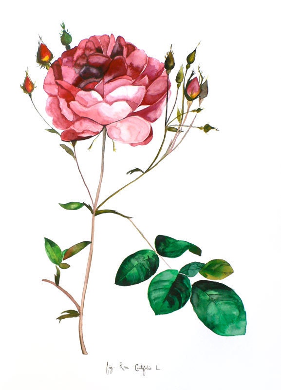 Rose - Original Watercolor Painting - Botanical Illustration - Scientific Drawing - 18x24