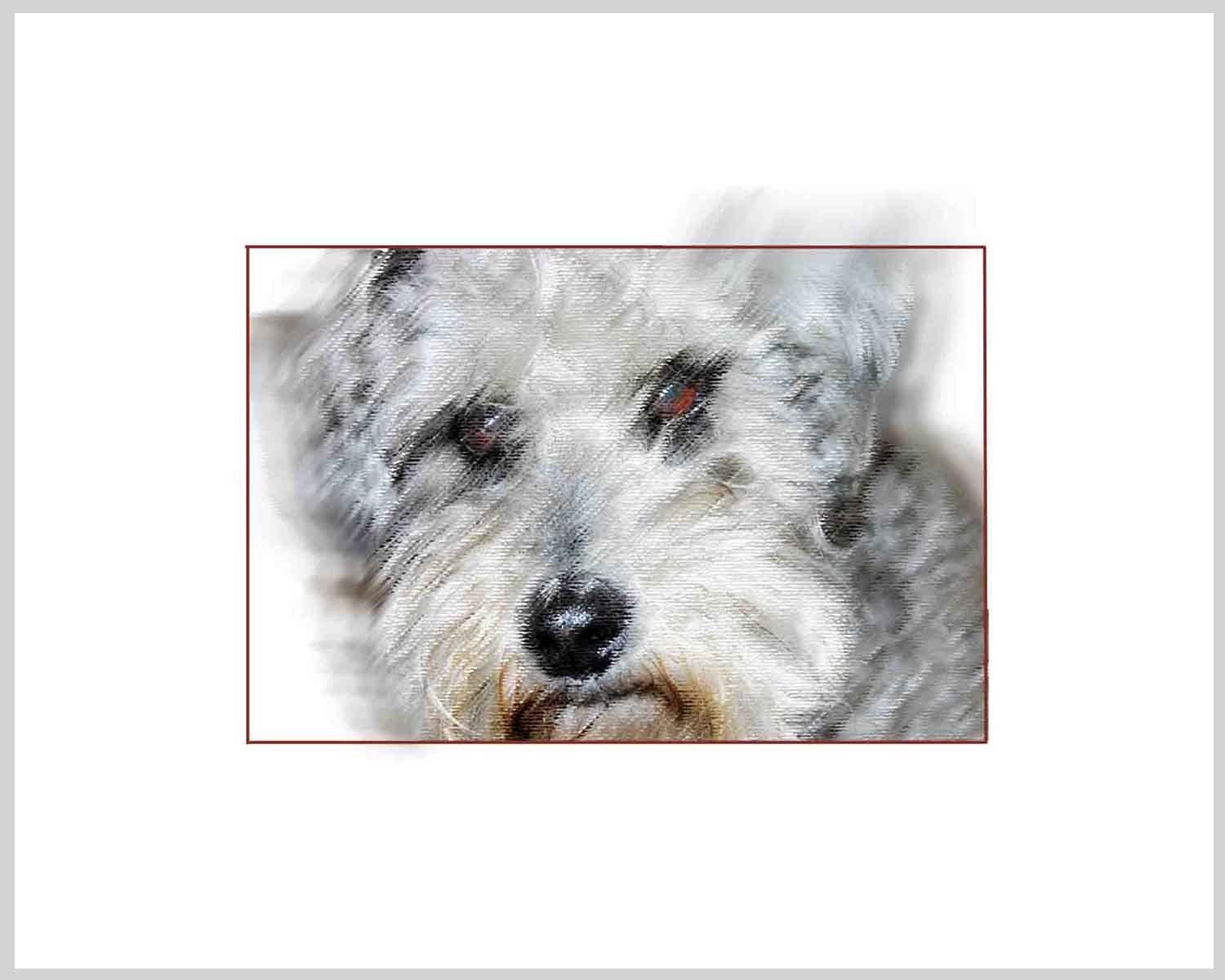 Dog Portrait Photography - Fine Art Print of Pet Schnoodle Gray, White, Brown Eyes - Dog Wall Decor for Pet Lovers