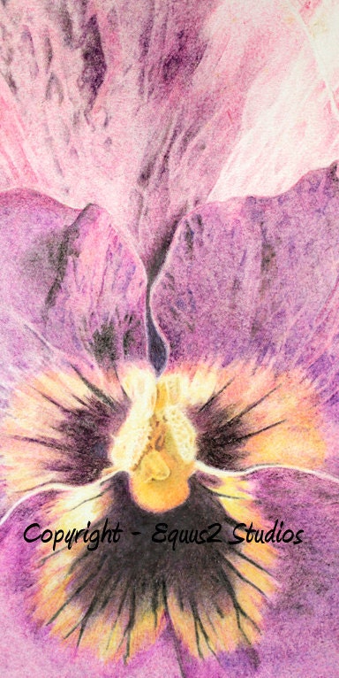 Purple Pansy Botanical At Print, 6 x 12" Colored Pencil Flower Drawing, Floral Artwork Print