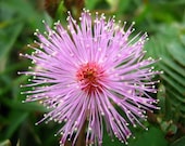 10 "Sensitive Plant" Seeds - Planter Container Home Living Garden Lifestyle