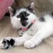 Itteh Bitteh Kitten Collar in Basic Baby Pink