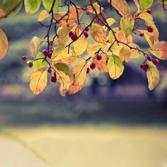 Nature photography, yellow and orange leaves, wall decor, red berries, garden, nectarine, ruby, fine art photography