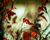 Nature photography, Autumn home decor, Olive green, rust red leaves, woodland, art print, rustic, 5x5
