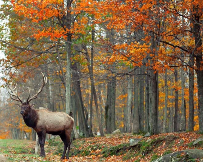 Cabin decor for men, Nature Photography, rustic, woodland, animal, antlers, deer, orange brown neutral, 8x10