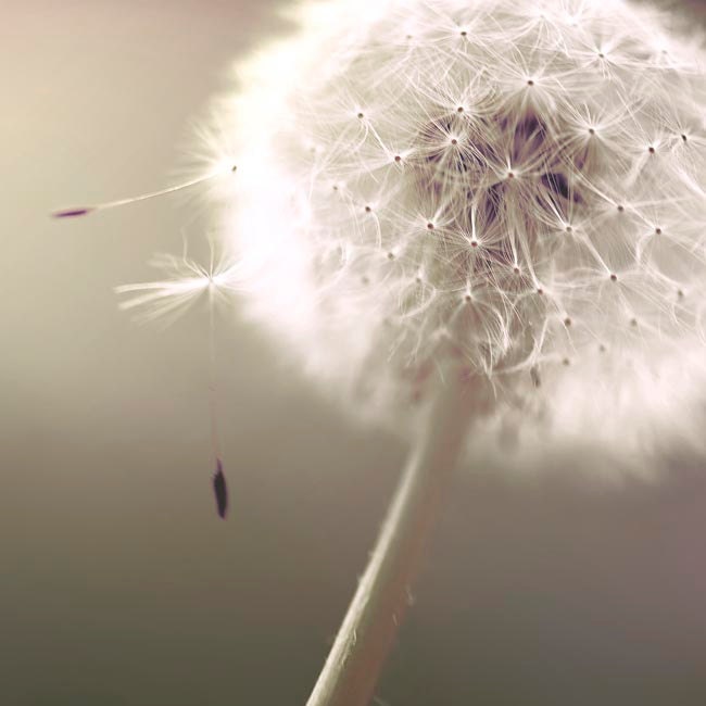 Dandelion Photography, Summer, garden, wall art, ombre, neutral decor in soft silver, beige, gray gold 8x8