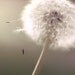 Dandelion Photography, Summer, garden, wall art, ombre, neutral decor in soft silver, beige, gray gold 8x8
