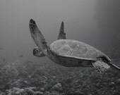 Sea Turtle Art Print 4x6 Black & White Home Decor Underwater Photograph Nautical Home Decor Flying Turtle