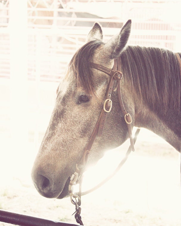 horse photography cowboy nursery rustic nursery art horse picture animal photography 8x10 horse photography brown cream wall art