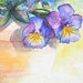 Pansies Shadows Fine Art Home Decor  watercolor giclee 8x10