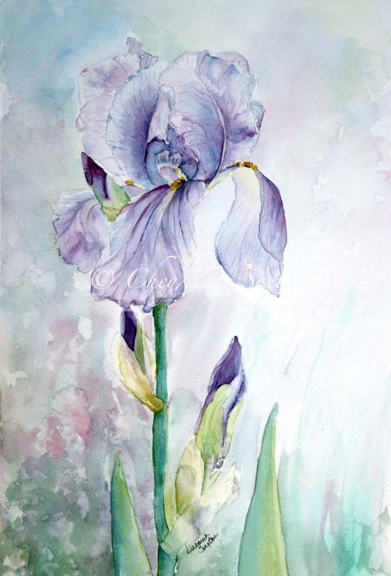 iris watercolor