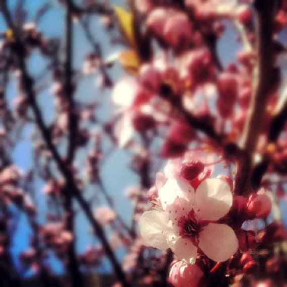 Springtime Bloom, Pink Flower Blossoms, Tree, Cherry Apple Dogwood Trees Blue Sky Happy 4X4 Square Photo
