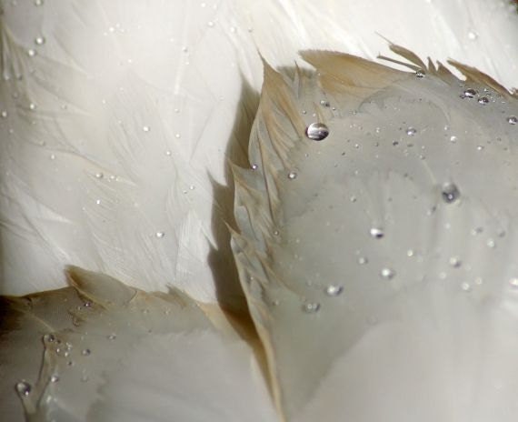 Swan Winter Snow Drops - Her Wings - Mute Swan, perhaps an Angel, White, Beige Bird