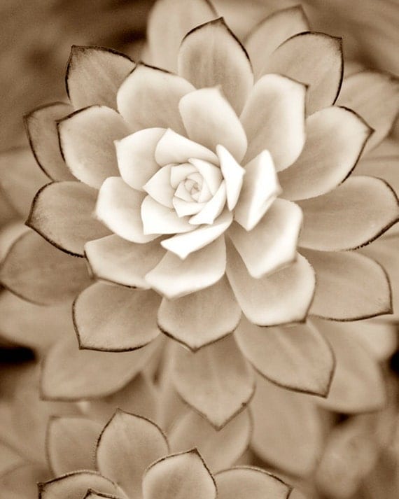 Autumn brown photograph, Succulent plant, Feminine fine art black and white photography