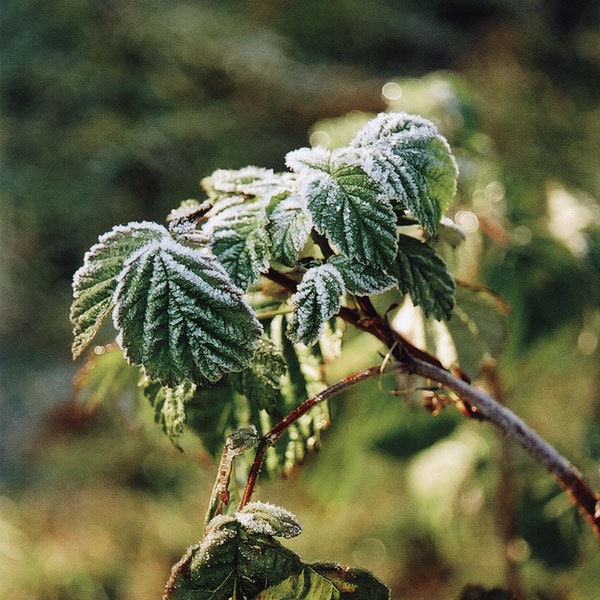 frozen green leaf photography, 5x5 print, nature photography, white, green, brown, first frost, winter, garden, nature home decor