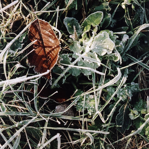 nature photography, frozen grass and leaf photography, 5x5 print, white, green, brown, first frost, earth tones, winter
