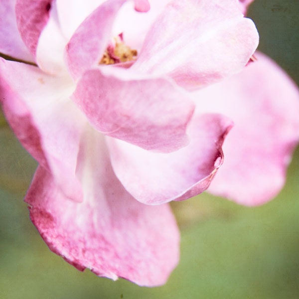 wild rose blooming photography, 8x8 nature photography print, flower wall decor, pink, magenta, spring garden, summer wildflower decor
