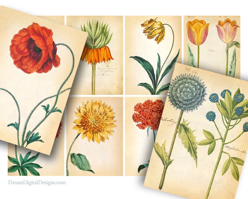 Botanical Digital Collage Sheet - Printable Image for Gift Tags Decoupage aceo ATC Background INSTANT DOWNLOAD No.310