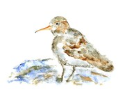 beach decor, beach watercolor, animal painting, bird watercolor, bird art print, Sand Piper, beach bird - Sandy Puff, Sweet Puff
