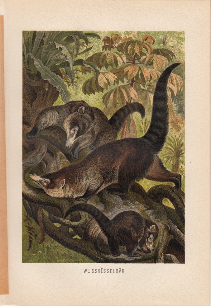 1890 Nice Antique COATI print, White-nosed coati with your baby coati,  bright colors