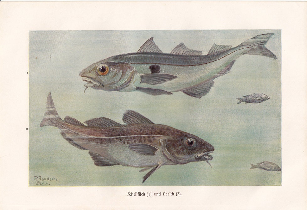 1915 Antique FISH print, haddock and cod, sea life art lithograph