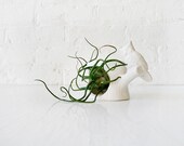 10% SALE - Air Plant Inhabiting White Owl Tree Trunk