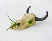Buffalo Aquarium Skull Air Plant Garden