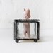 Alice Trapped in the Looking Glass - Off with her Head Doll in Beveled Glass Jewelry Box