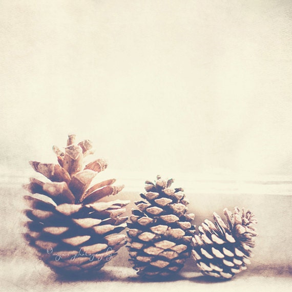 rustic winter art, pine cone photograph, Family, nature earth tones brown, Christmas tree forest love, still life photo