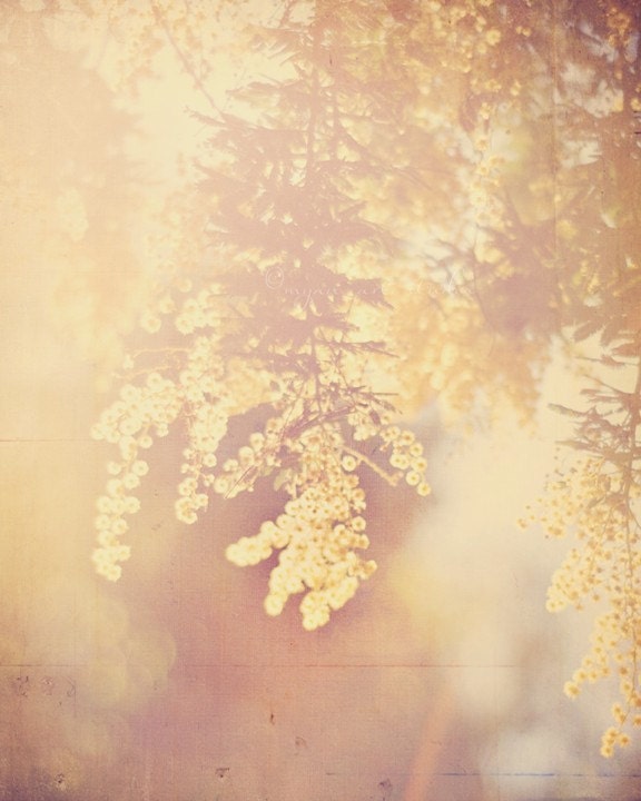 nature photography, acacia tree photograph, yellow baby room decor, warm hazy sunshine, ethereal, large wall art