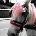 Horse Art - Animal Photography - Horse with Pink Mane - Horse and Carriage - Montreal - Selective Color - Black and White