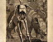 11x14 Vintage Anatomy. Skeleton with rhinoceros. Human Body. Bones - 028