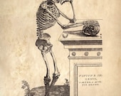 11x14 Vintage Anatomy. Leaning Skeleton. Human Body. Bones. Andreas Vesalius - 021