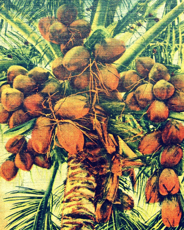 nature photograph COCONUTS tropical deco print  8x10 art vintage decor 1930s green brown yellow cream Florida beach house wall art  gift