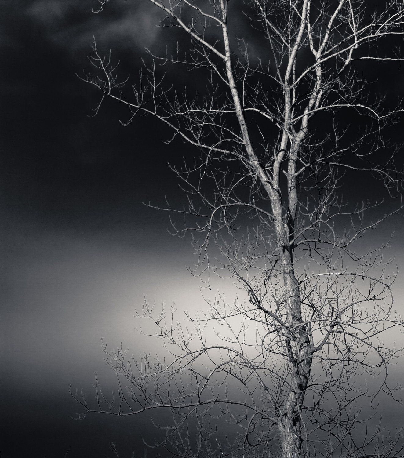 Black and White Photo of Tree and Sky Entitled Light's Window - Fine Art Photo - 8 X 10