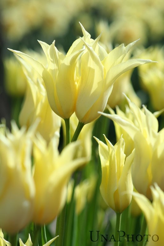 Romantic Light Yellow Tulips - Elegant Home Decor - 8x10 Fine Art Photograph