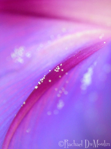 photograph - 8x10, macro, flower, purple, pink, morning glory, lustre print