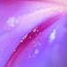 photograph - 8x10, macro, flower, purple, pink, morning glory, lustre print