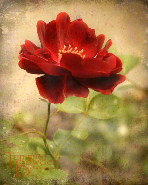 At The Edge Of The Petal - Original Photograph 8x10 - Textured Deep Red Rose Olive Green Botanical Flower Garden Home Decor Wall Art