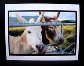 Co. Cork Ireland Photo Card . Friendly Irish Donkeys