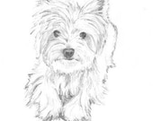 Casey print of pencil drawing Westie 8"x10"