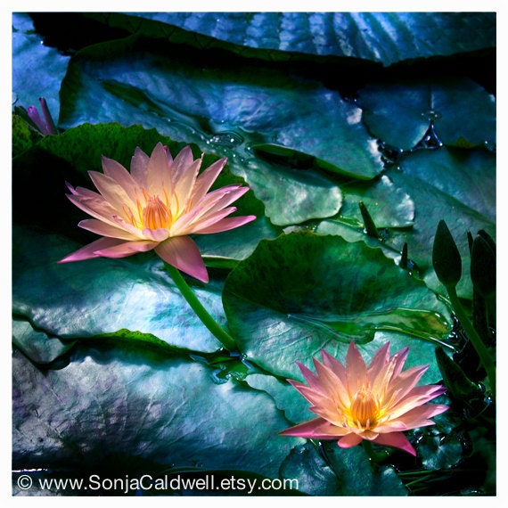 Water Lily Glow - flower photography, wall decor, interior decoration - 8" x 8" Original Fine Art Photograph