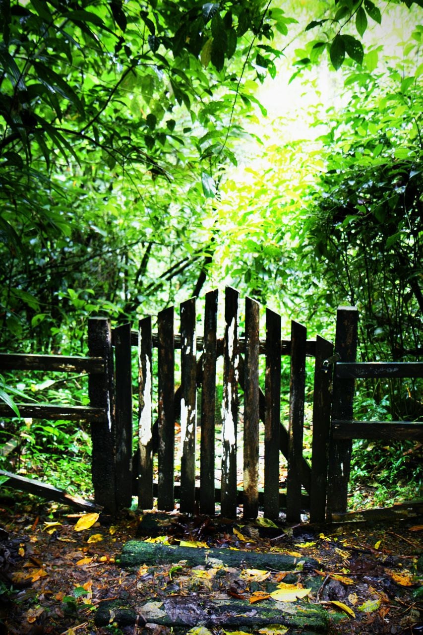 Tropical Rainforest Photograph - Woodland Art Print - Green Home Decor - Gate - Large Fine Art Print - Natural - Lush Tropical Island Photo