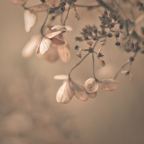 romantic photography dreamy photo pastel pink flowers spring neautral wall art blush home decor wedding 8x8 print "Daydream in Pink"