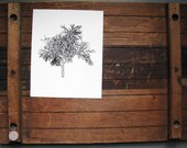 Dill ABC art print 8 x 10 -  from the Vermont Farmers' Market Series