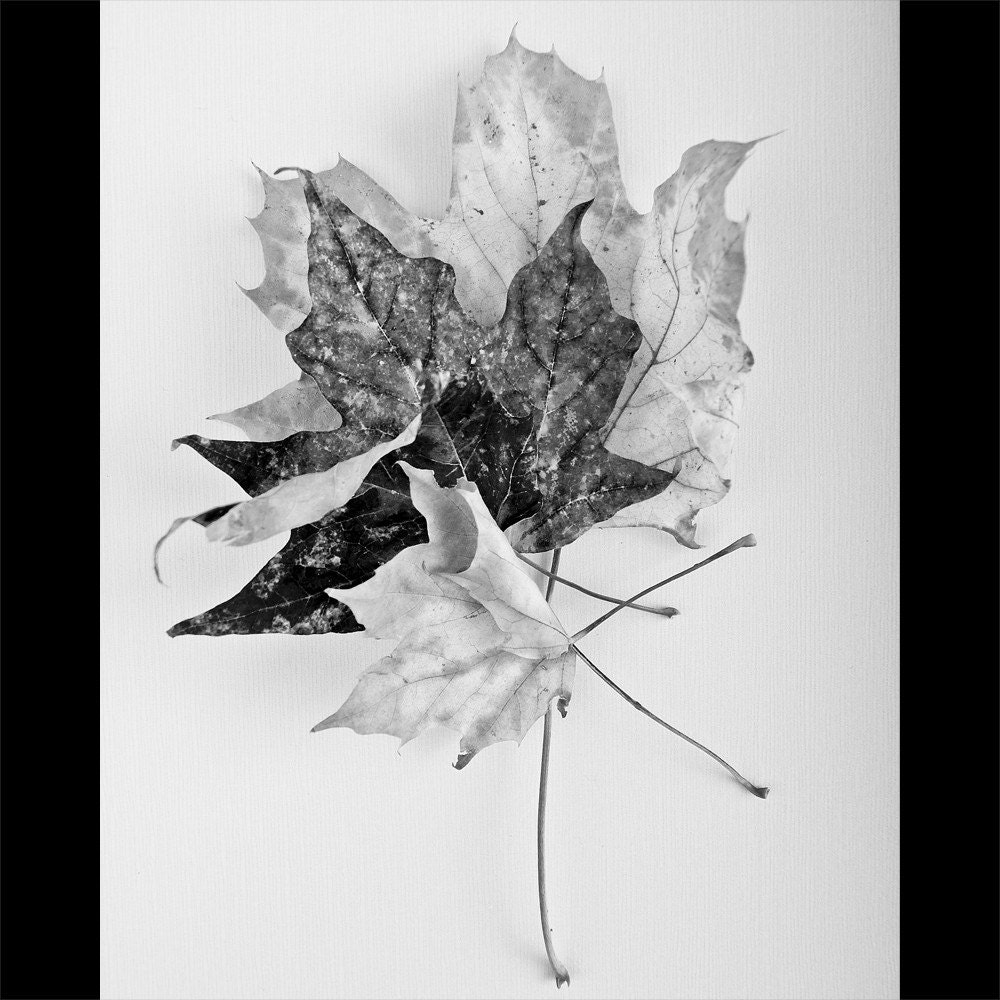 8x10 autumn black and white photograph, home art wall decor, a fall maple leaves print