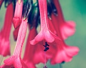 Flower Photography Nature photo Macro photograph Pink Bell Flower mint green spring pastels 4x6 fine art photography print