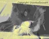 Handcrafted Greeting Card Pet Photography Grey Cat Napping in Sunshine Poster Style Art